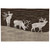 Roaming Elk Hooked Rug