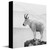 Rocky Point Canvas Wall Art