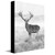 Red Stag Canvas Wall Art