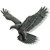 Wild Eagle Soaring Wall Art
