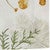 Forest Fungi Napkins - Set of 4