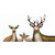 Whitetail Family White Canvas Art