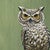 Owl Challenger Canvas Print