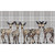 Family of Fawns on Plaid Canvas Print