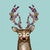 Floral Buck Canvas Print