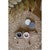Rustic Bear Salt & Pepper Set