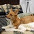 Timberland Plaid Bear Quilt Bed Set - Cal King