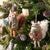 Northwood Forest Felt Ornaments - Set of 12 - OUT OF STOCK UNTIL 07/14/2026
