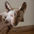 Rustic Fox Sculpture - OUT OF STOCK UNTIL 04/07/2026