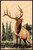 Bugling Elk Rug - 4 x 5