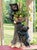 Bear Cubs Planter/Basket