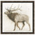 Elk 2 Framed Canvas