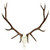 Elk Antler Wall Mount - Large