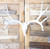 European Mule Deer Mount