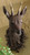 Black Forest Deer Mount