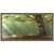Forest Sunbeams Framed Art