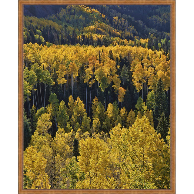 Golden Aspens Framed Canvas