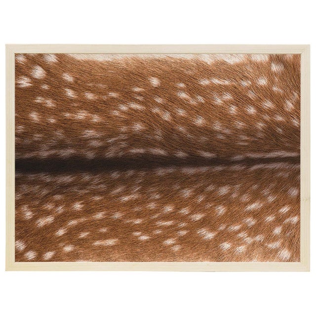 Chital Deer Hide Wall Art
