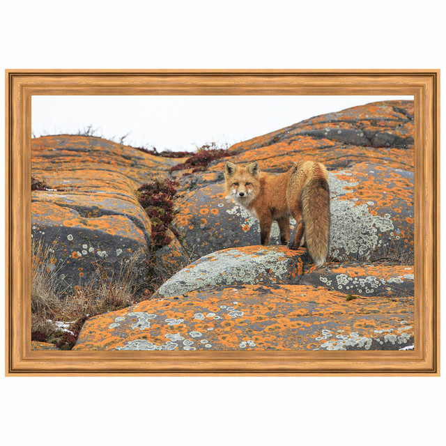 Churchill Red Fox Framed Print