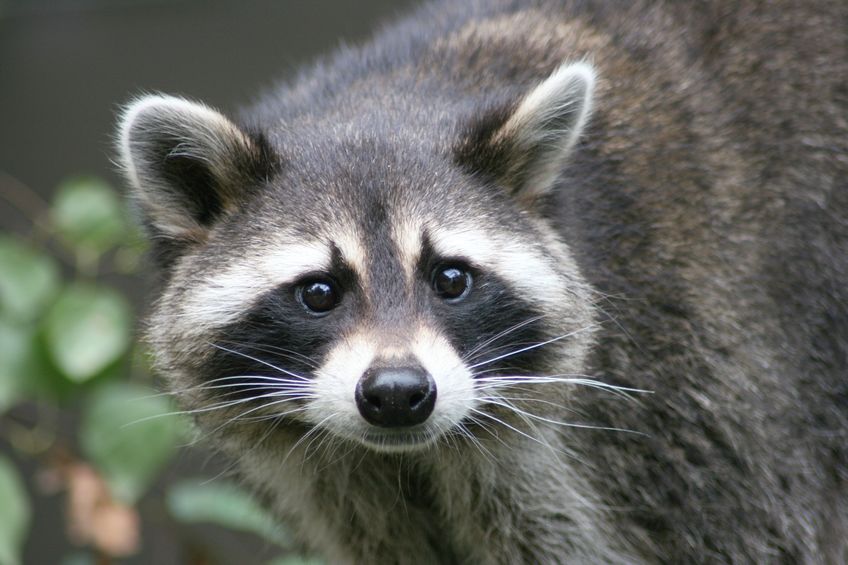 Everything You Ever Wanted to Know about Raccoons