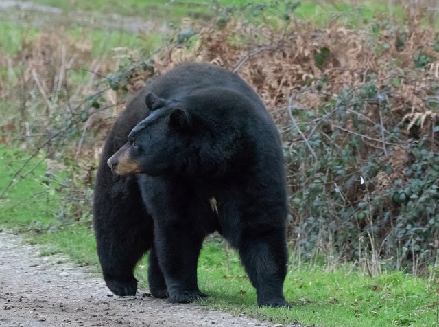 How to Tell If a Bear Has Been in the Area