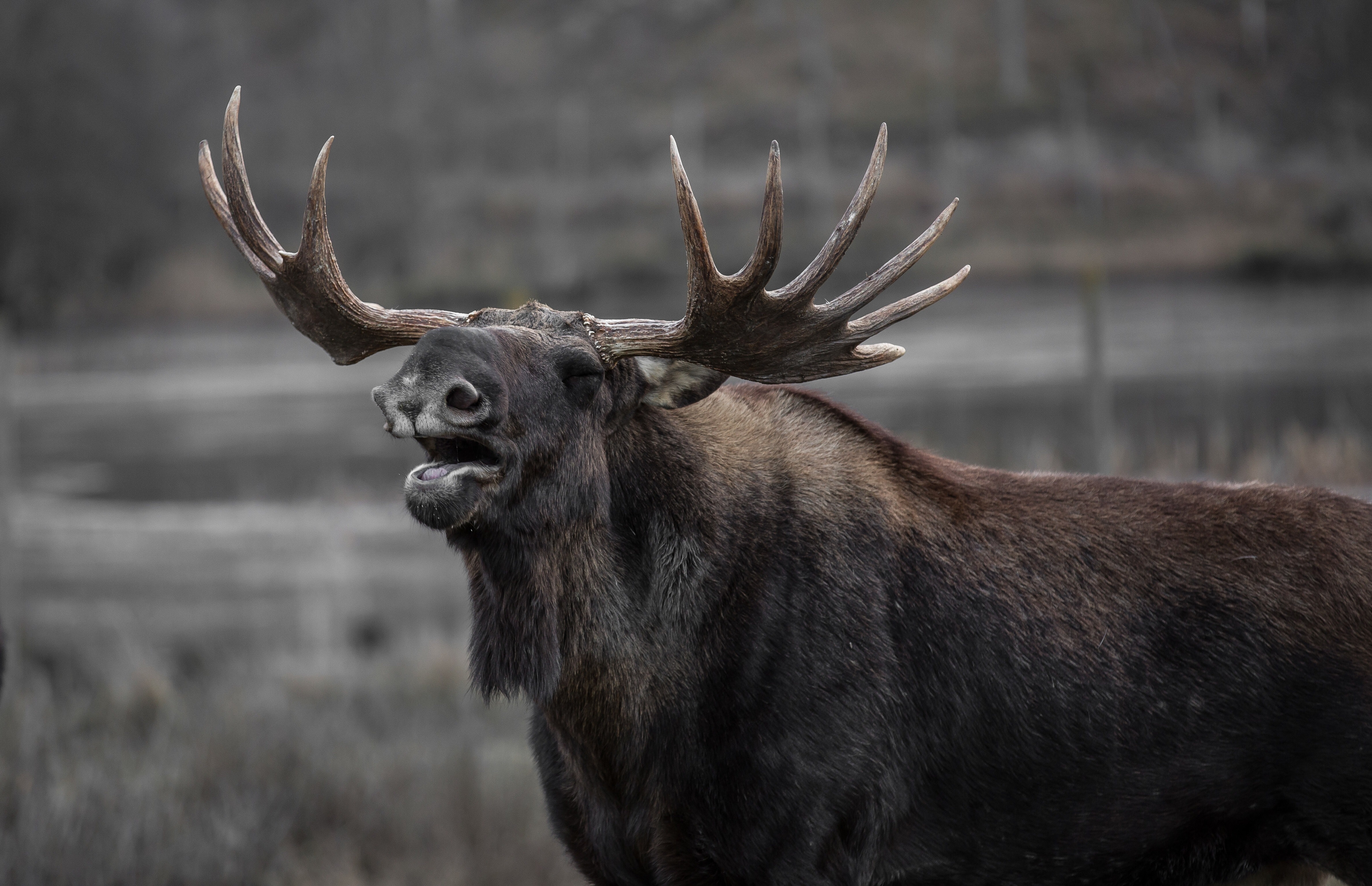 Moose of North America
