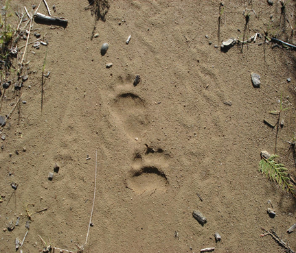 The Black Bear tracks