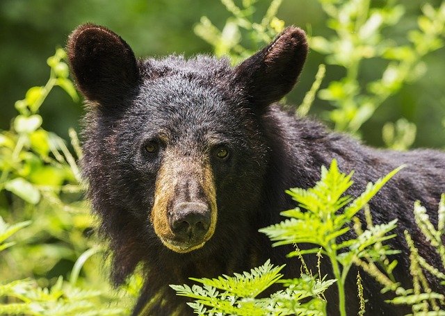 The Fascinating Hibernation Habits of Black Bears