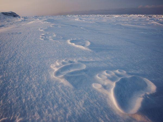 The Polar Bear Tracks