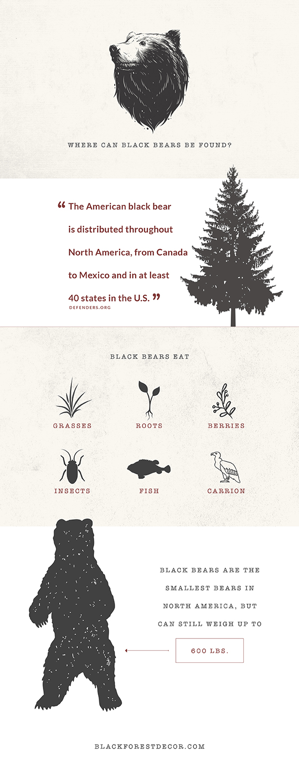Where Can Black Bears Be Found
